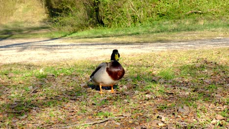 dos patos machos, ánades reales compitiendo para aparearse con una hembra, rivalidad con la vida silvestre, primavera, 4k uhd de mano