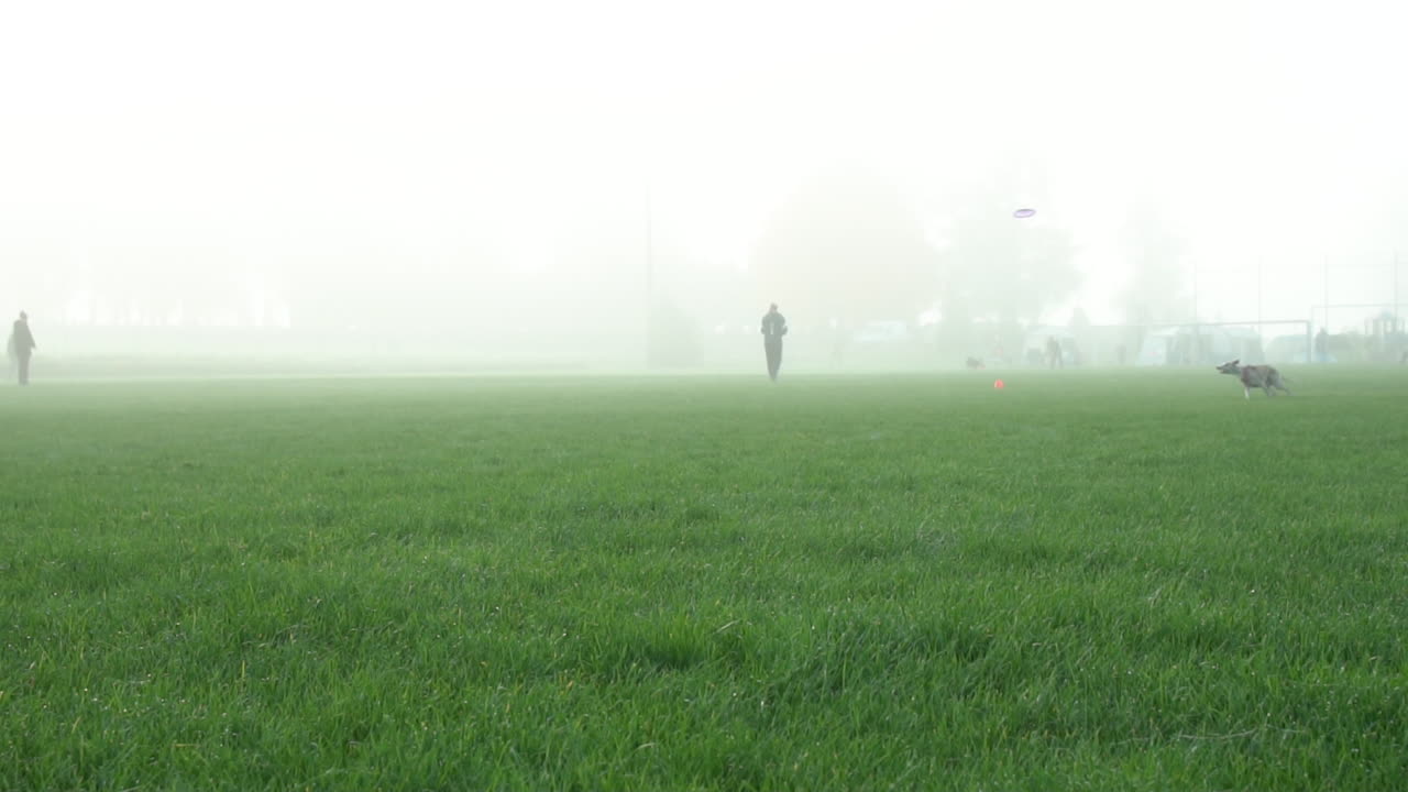 Dog Playing Frisbee in Foggy Field