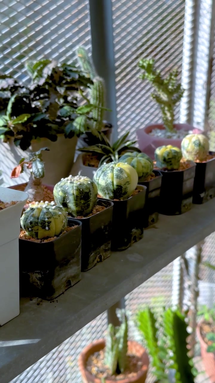 Varias plantas expuestas en un invernadero soleado