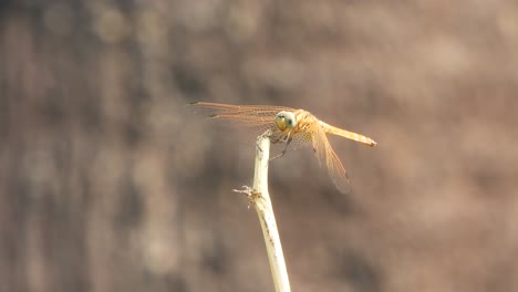 dragonfly waiting for -pry-background