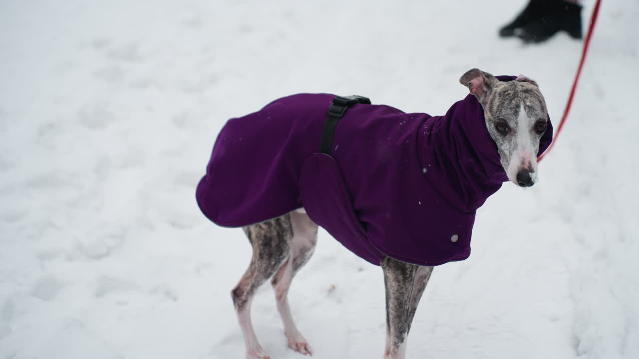 Whippet wearing purple coat stands alert in snowy landscape, captured from side profile with red leash visible, showing detailed expression and focused gaze during quiet winter moment