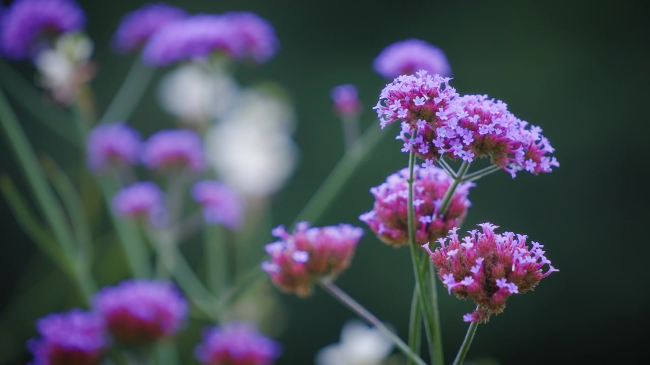 Silkeplanteblomster som blomstrer i hagen