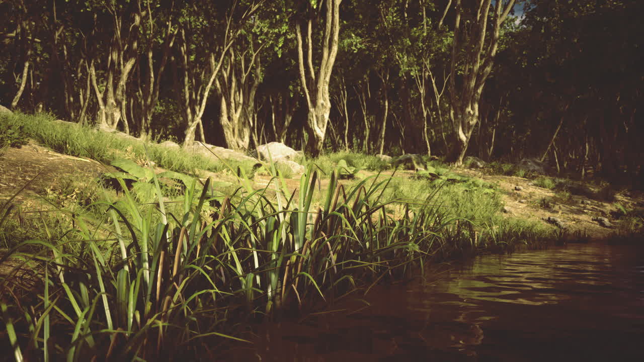 Green grass and brown water bordering a quiet forest landscape in afternoon