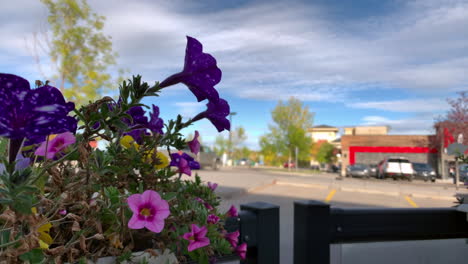 flowers dancing in the wind with blue sky in the background