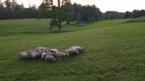 vista dinámica de las ovejas comiendo hierba y pastando en un campo verde en un campo