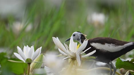 Fasanenschwanz-Jacana-Mit-Seerosenblüten