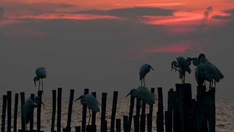 The-Great-Egret,-also-known-as-the-Common-Egret-or-the-Large-Egret