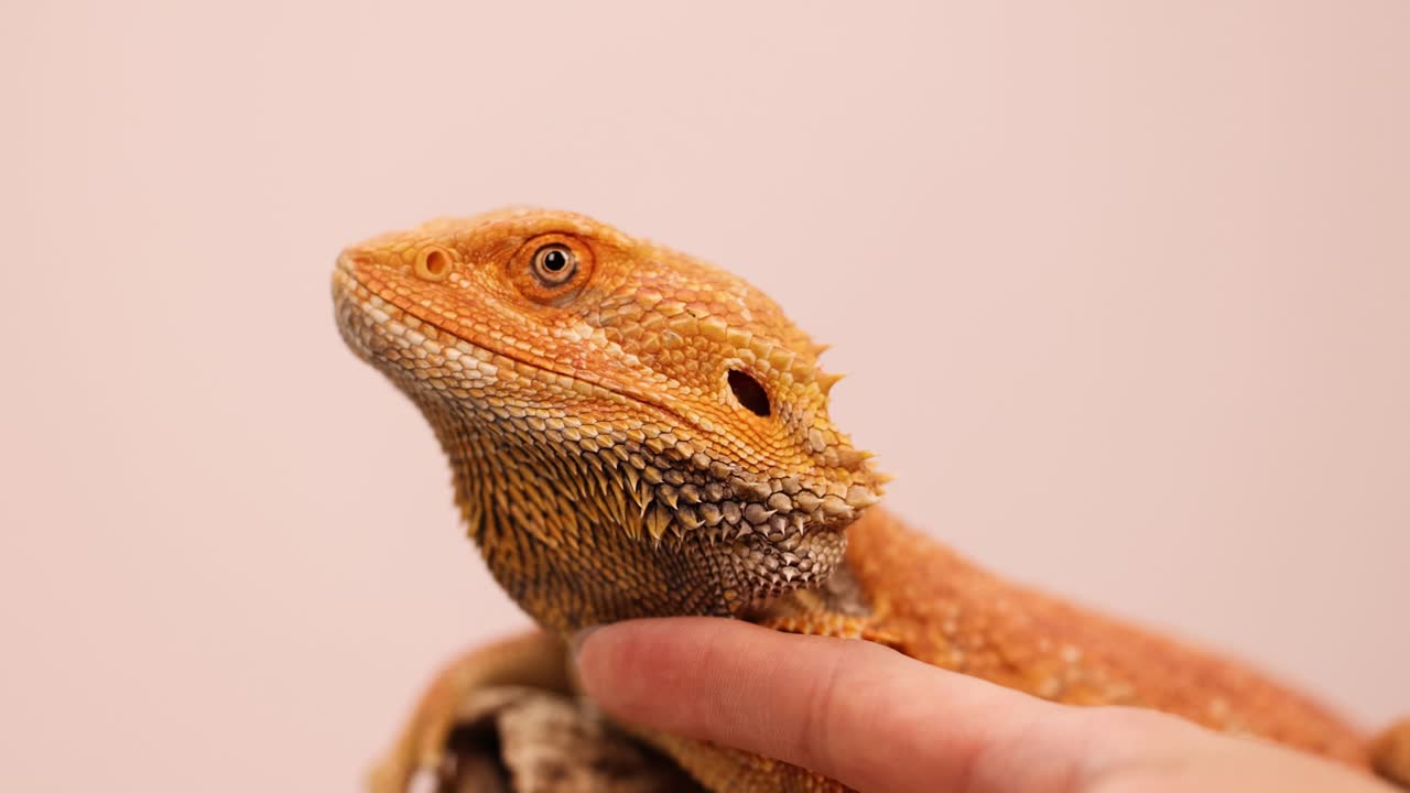 A bearded dragon is gently petted by a hand in a softly lit environment, showcasing calm interaction