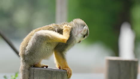 Lustiger-Kleiner-Saimiri-Oder-Totenkopfäffchen,-Der-Juckenden-Körper-Kratzt,-Mit-Bein-Auf-Holzklotz-Sitzt-Und-Nach-Unten-Springt---Seoul-Grand-Park-Kinderzoo---Zeitlupe