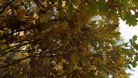 el follaje dorado del otoño, un exuberante dosel de hojas en el otoño