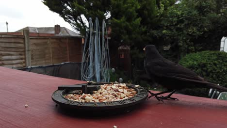 group of common hungry british blackbird closeup feeding from wooden platform in household garden