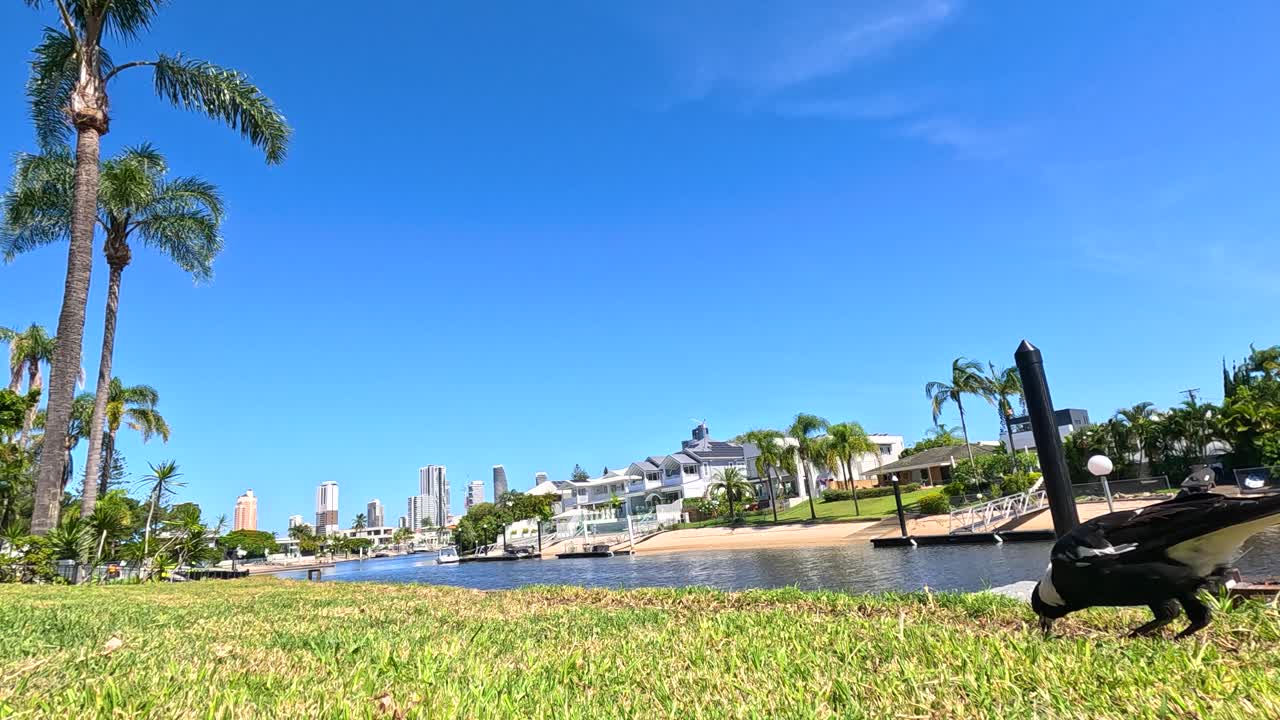 A magpie forages in a sunny park