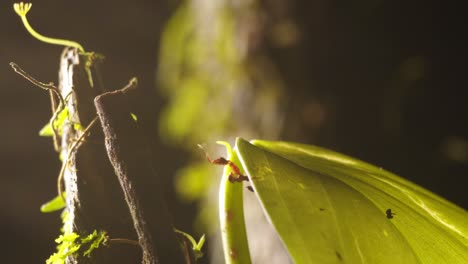 Camera-following-a-leaf-as-a-small-praying-mantis-emerges-from-under-it-to-surprise