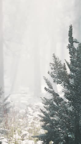 misty forest with pine trees