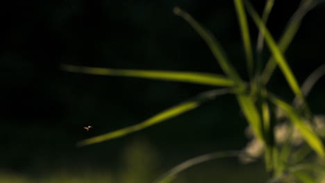 flies near grass