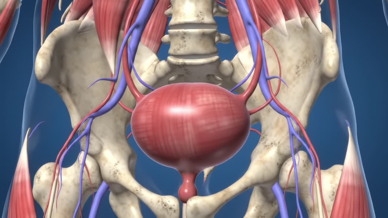 Detailed Visualization of the Human Pelvic Region: Anatomical Structures Including Muscles, Vessels, and the Urinary Bladder Highlighted in 3D