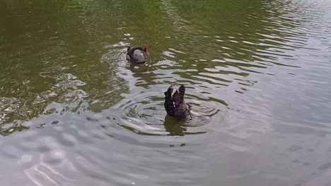 beautiful black swan with red beak immerses head and whole neck in pond water