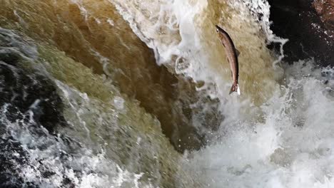 two wild atlantic salmon leaping the waterfall at buchanty spout in perthshire, scotland- static slow motion