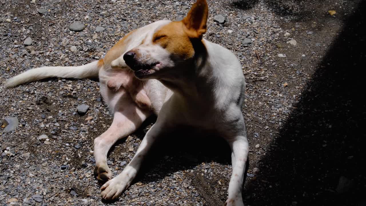 perro blanco joven con parches marrones lamiendo, limpiando y acicalándose en el entorno exterior del jardín trasero en casa