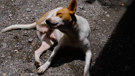 young white dog with brown patches licking, cleaning and grooming himself in outdoors environment of backyard garden at home