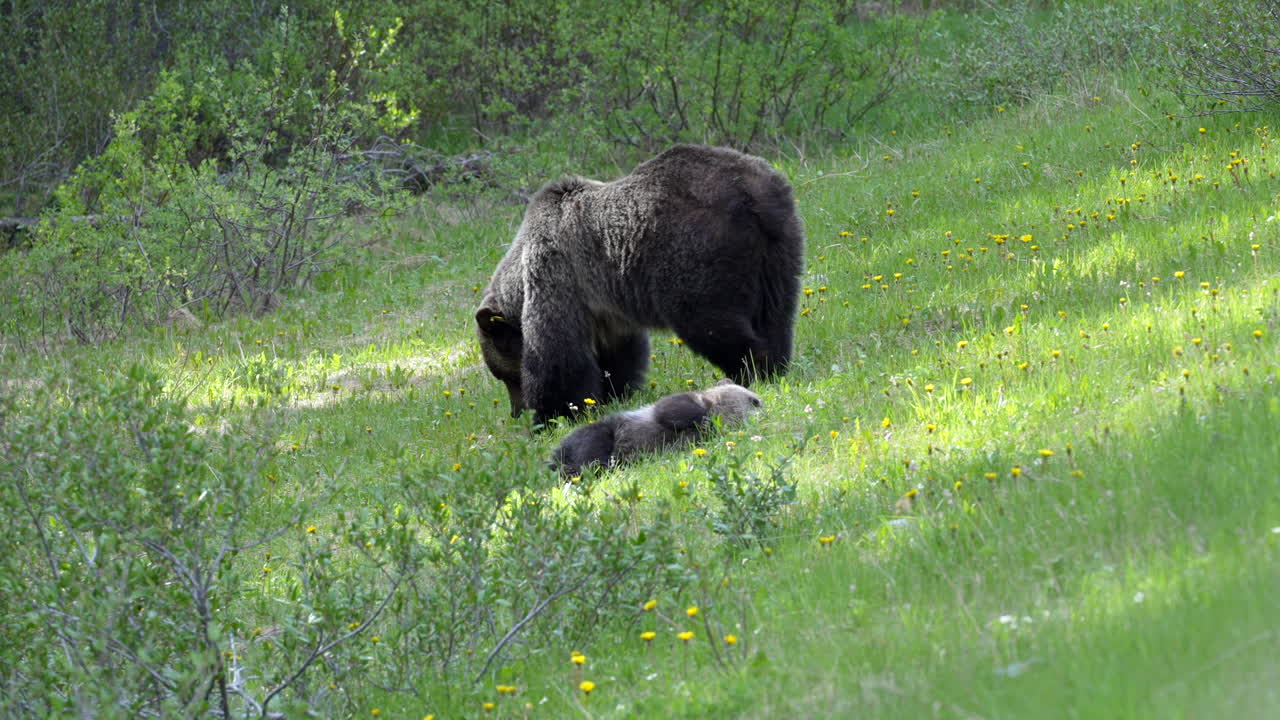 Mother Grizzly with a young cub walking in the forest on a sunny day in the rockies.