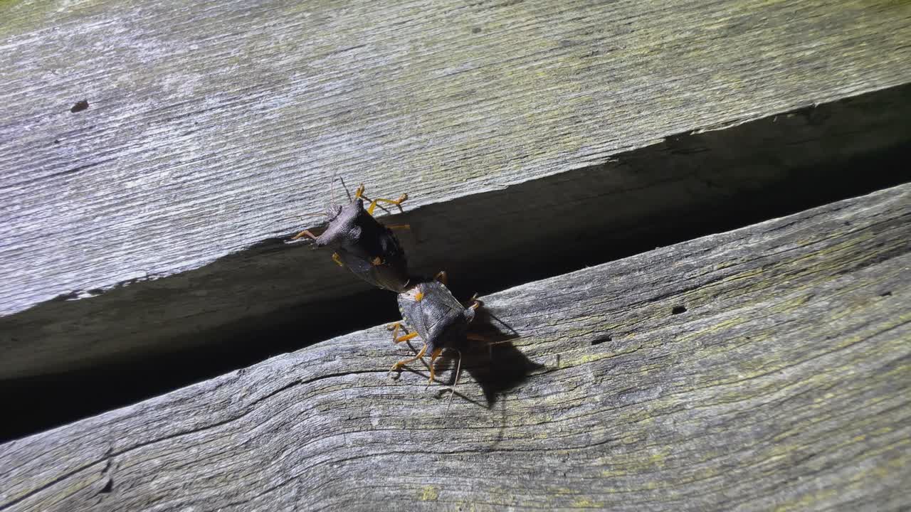 짓기 숲 벌레 또는 은 다리 방패벌레 (pentatoma rufipes) 는 오래된 튼튼한 테이블의 균열을 건너려고합니다.