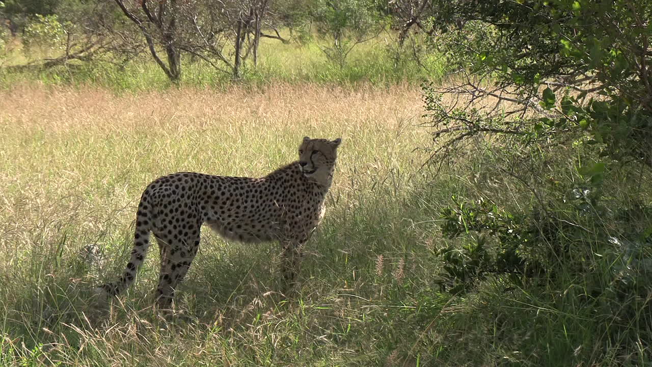 un guepardo de pie en las praderas, mirando a su alrededor en un día ventoso