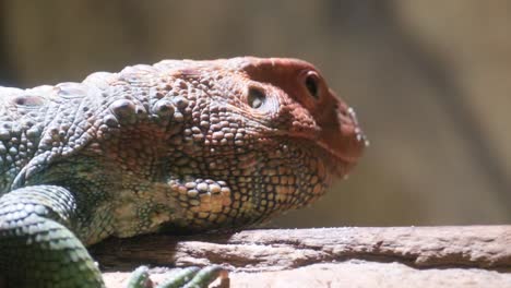 a lizard rests on a rock showcasing its vibrant colors and scales. this captivating video features a lizard on a rock, displaying its vibrant colors and intricate scales, gazing at the camera in a serene environment