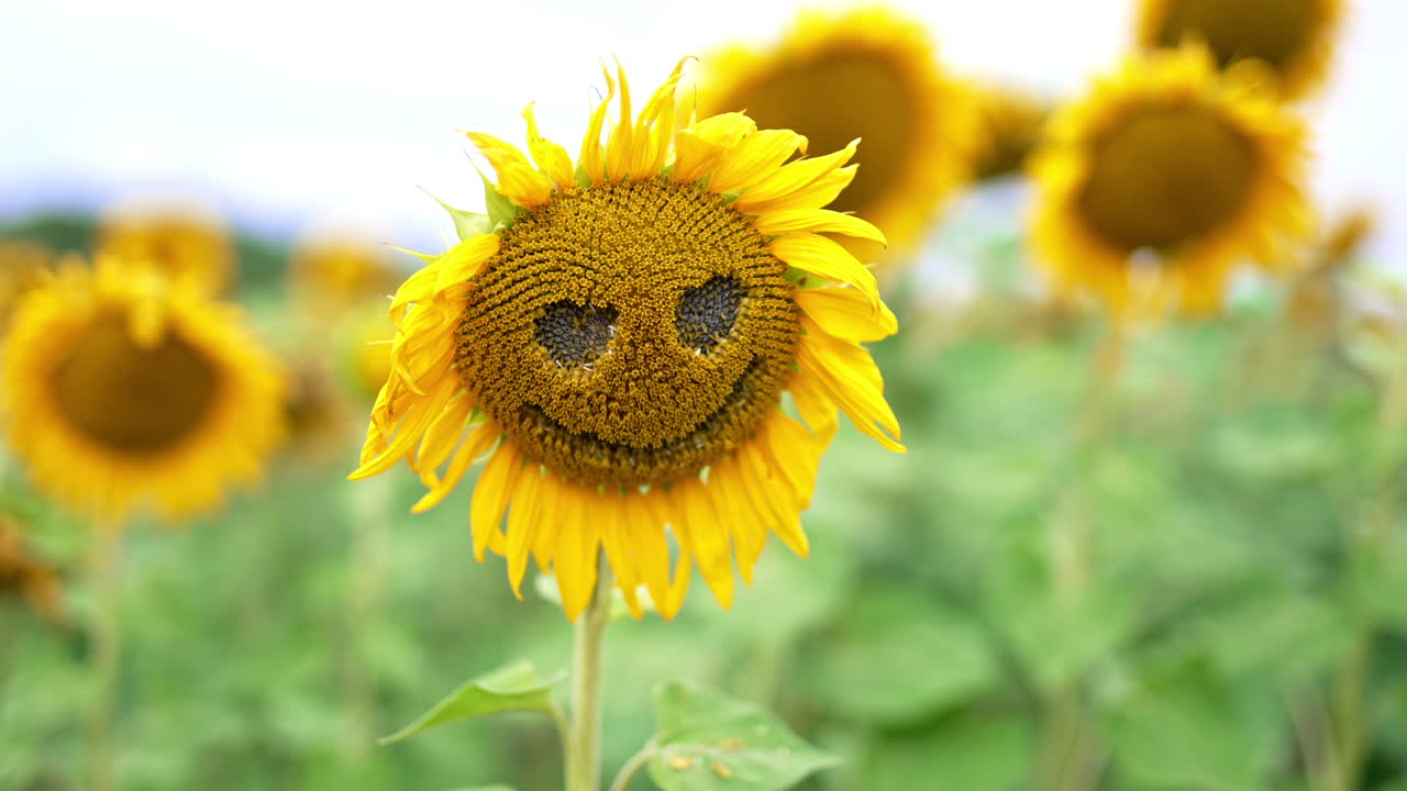 Swaying sunflower with smiley face curved. Seed flowers growing in the farmlands in the season of blossoming.