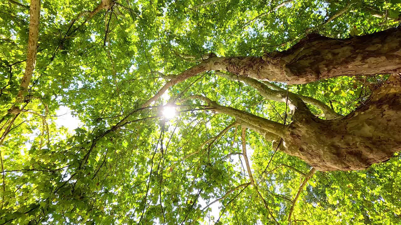 la luz del sol brillando a través de las hojas verdes de los árboles
