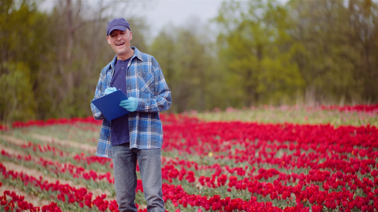 Agricoltore che esamina tulipani rossi in una piantagione di fiori. Piantagione di tulipani