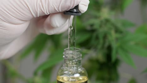 movimiento lento de macro acercamiento de gotas dosificando una planta de cáñamo biológica y ecológica aceite de cbd farmacéutico a base de hierbas de un frasco.