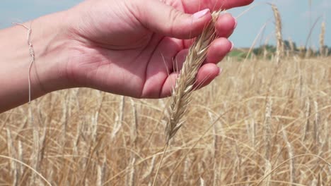 close up shot of female hand checking wheat head