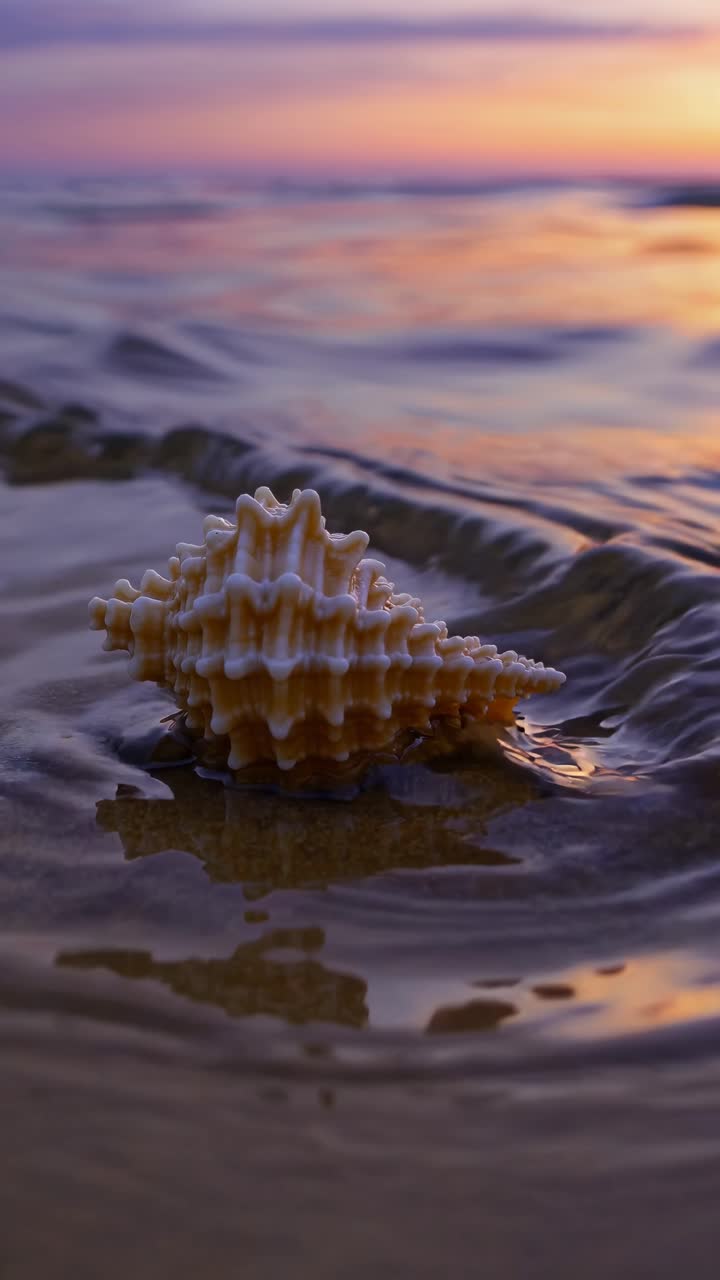 Close-up video concept of a seashell on wet sand at sunset
