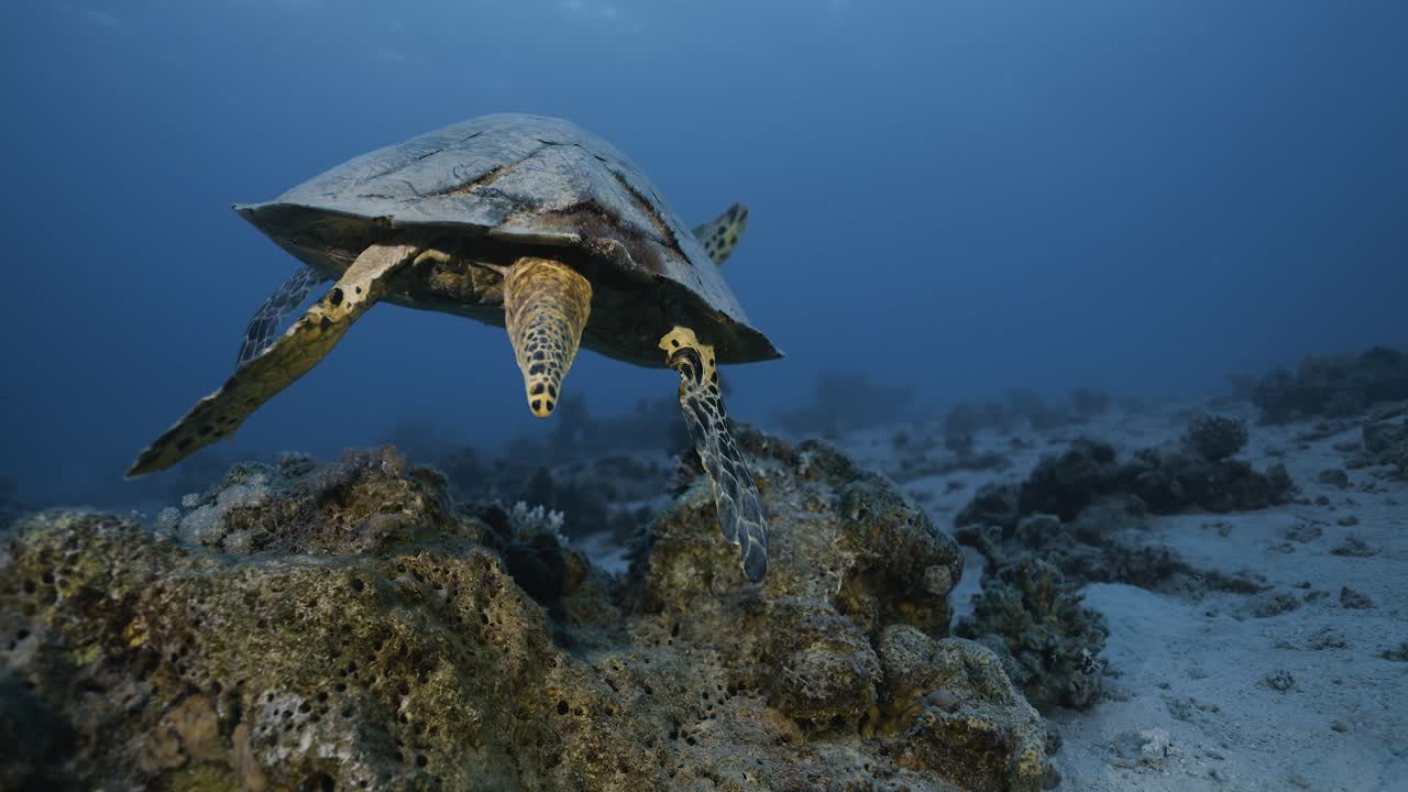 Hawksbill sea turtle turns on the spot. Red sea.