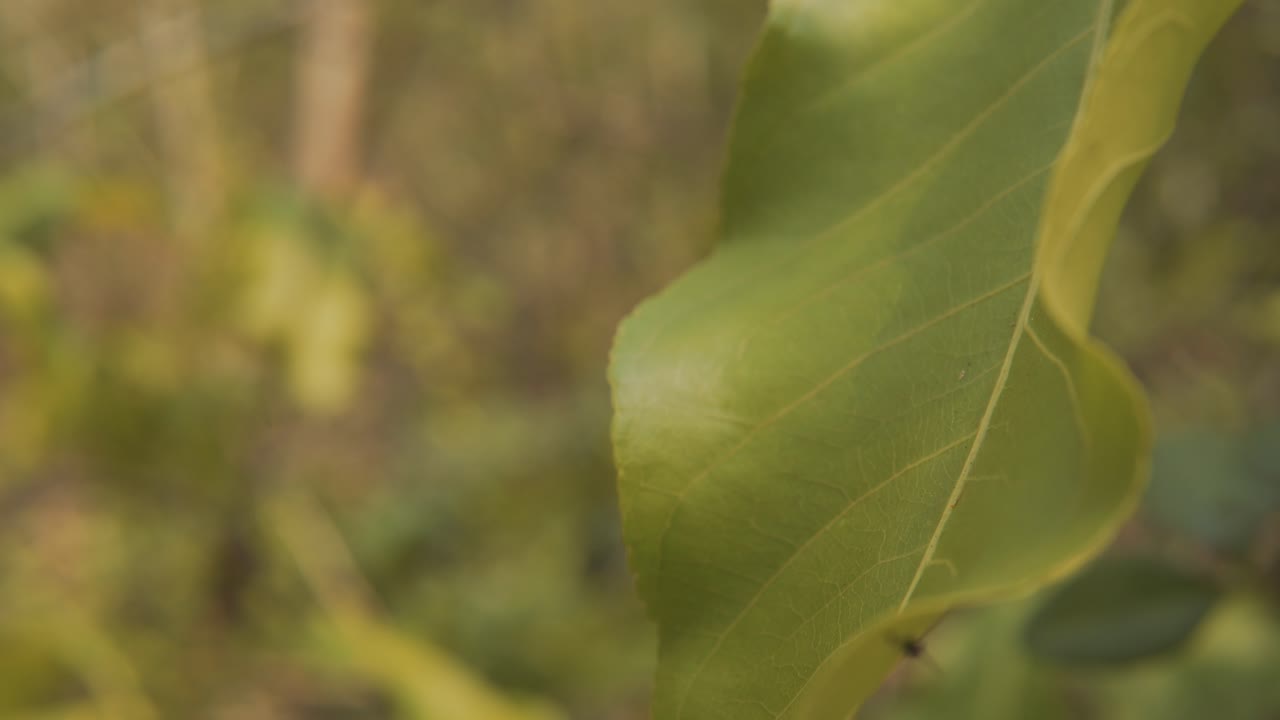 close-up bokeh de una sola hoja verde que se balancea en el viento suave