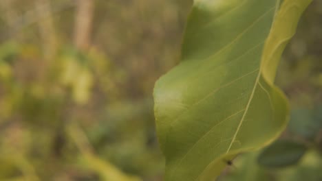 Close-up-bokeh-shot-of-a-single-green-leaf-swaying-in-the-gentle-wind