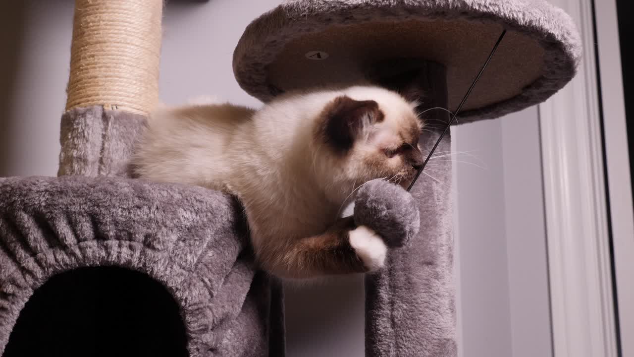 Gatto Ragdoll Bianco che gioca con una palla soffice sul tiragraffi.