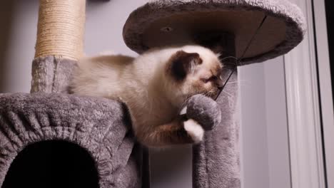 Weiße-Ragdoll-katze,-Die-Flauschigen-Ball-Auf-Kratzbaum-Spielt