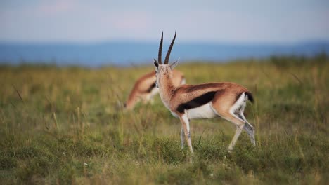 Toma-En-Cámara-Lenta-De-Gacela-Thomson-Caminando-Por-La-Sabana-Con-Colinas-Al-Fondo,-Animales-De-Safari-Africanos-En-Masai-Mara,-Vida-Salvaje-Africana-En-La-Reserva-Nacional-Masai-Mara