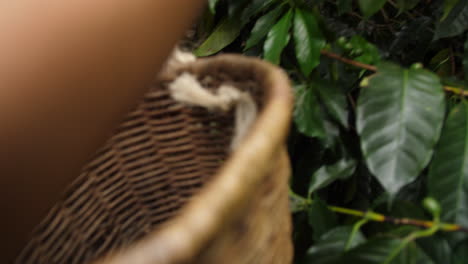 picking coffee from the plant slow motion medium shot