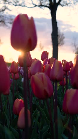 pink tulips at sunset