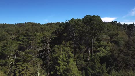 a long push forward over the trees to reveal a large forest in nature.
