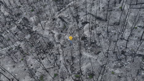 male inspecting wildfire destruction remains of burnt woodland trees birdseye aerial view