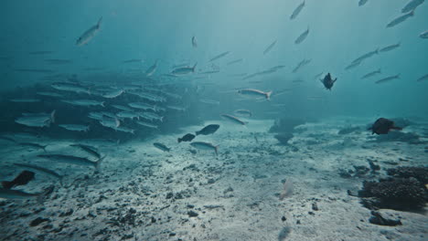 un gran grupo de peces grises plateados flotan juntos sobre la superficie bentónica cubierta de arena y algas.