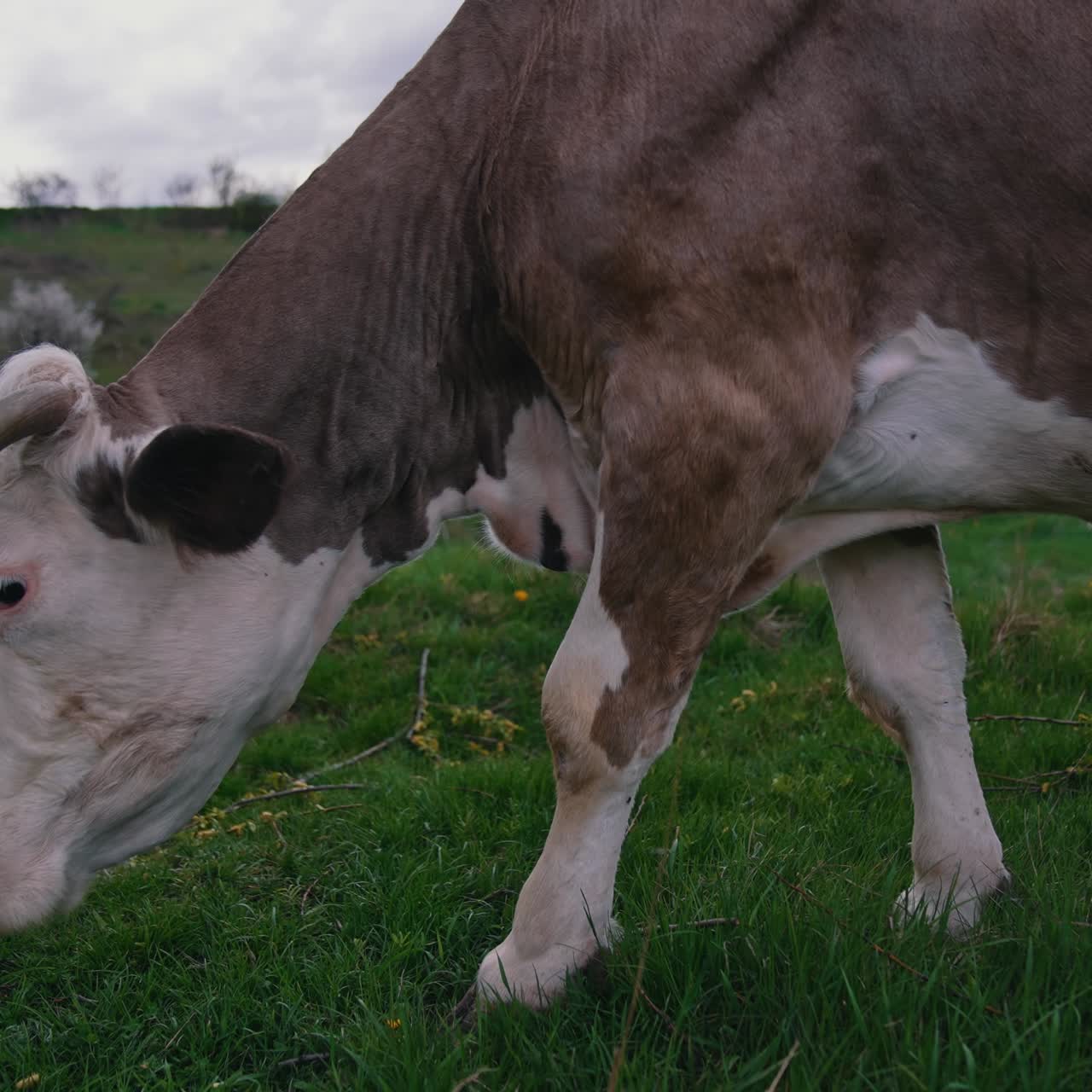Beautiful cow walking on the field and eating grass. Close up view of grazing cow