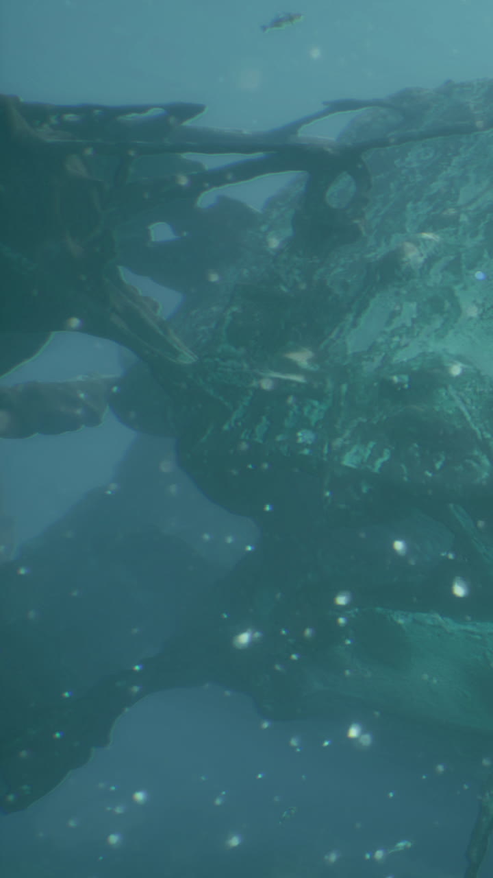 Underwater view showing marine life in coral reef environment
