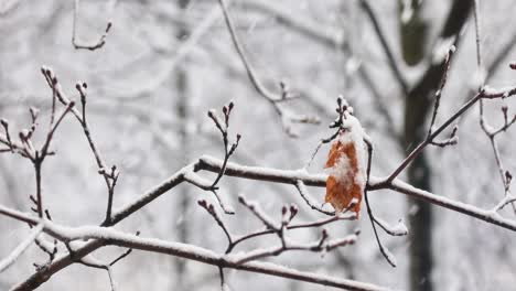 Tree-branches-on-the-background-of-snowfall.-Flakes-of-snow-falling-down-winter-landscape.