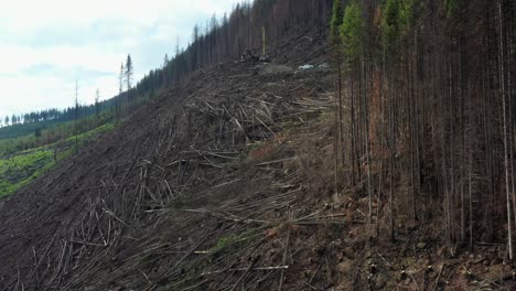 lumberjack hard at work: drone shot of spruce tree harvest