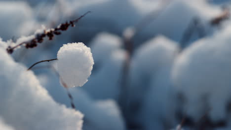 closeup frozen grass stick under white snow. dry weed covered hoarfrost on field